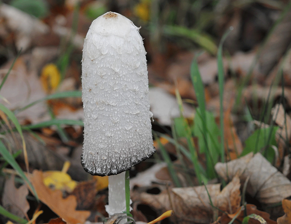 coprinus