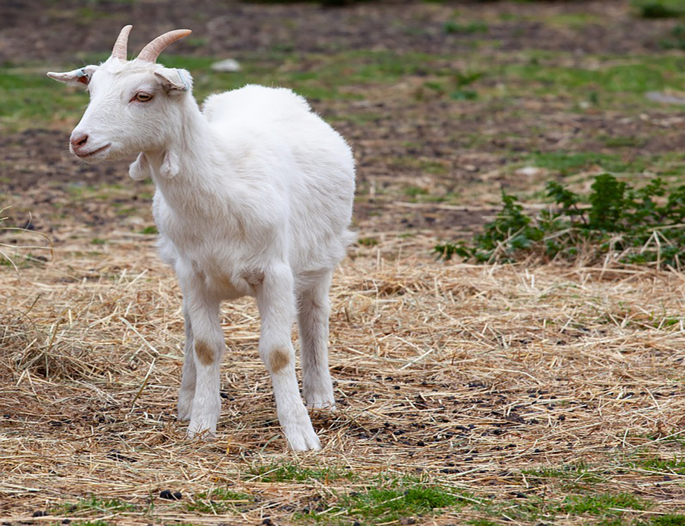 goat-4241504_960_720