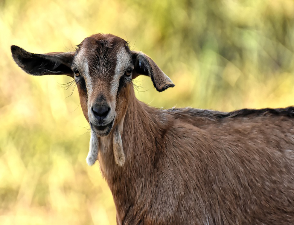 goat-4362129_960_720