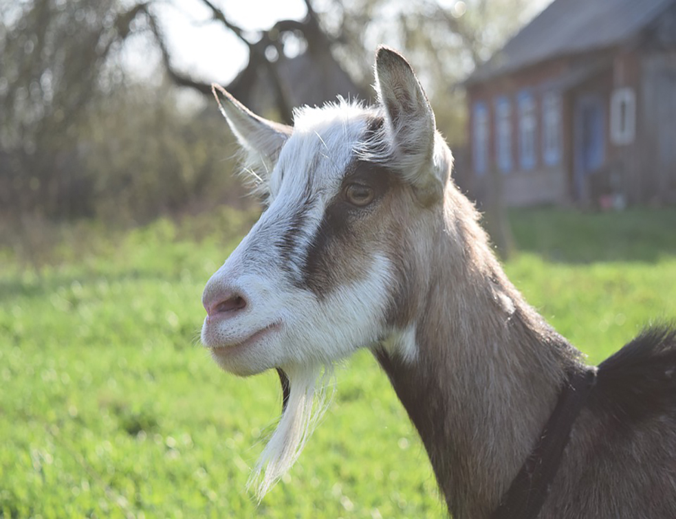 goat-4507028_960_720