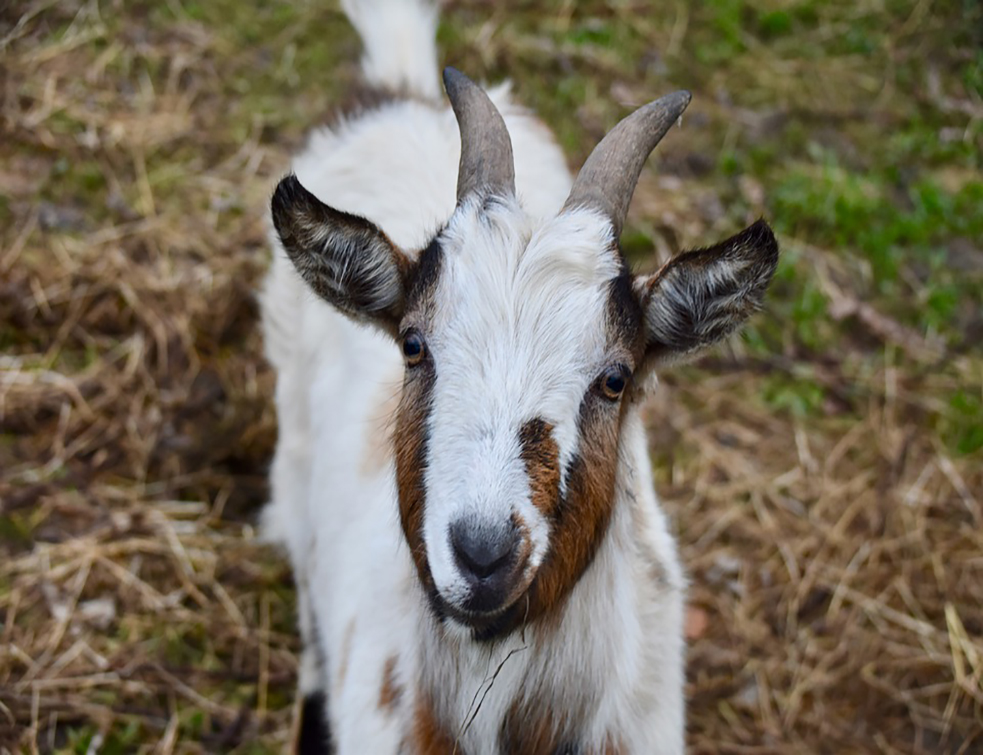 goat-4810038_960_720