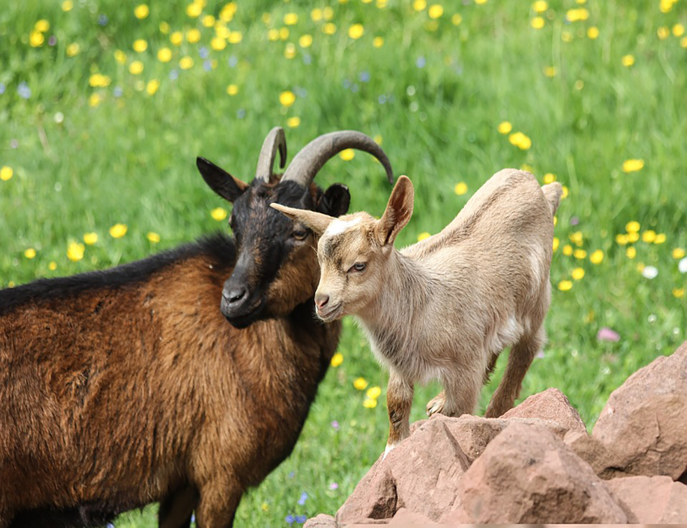 goats-3131176_960_720