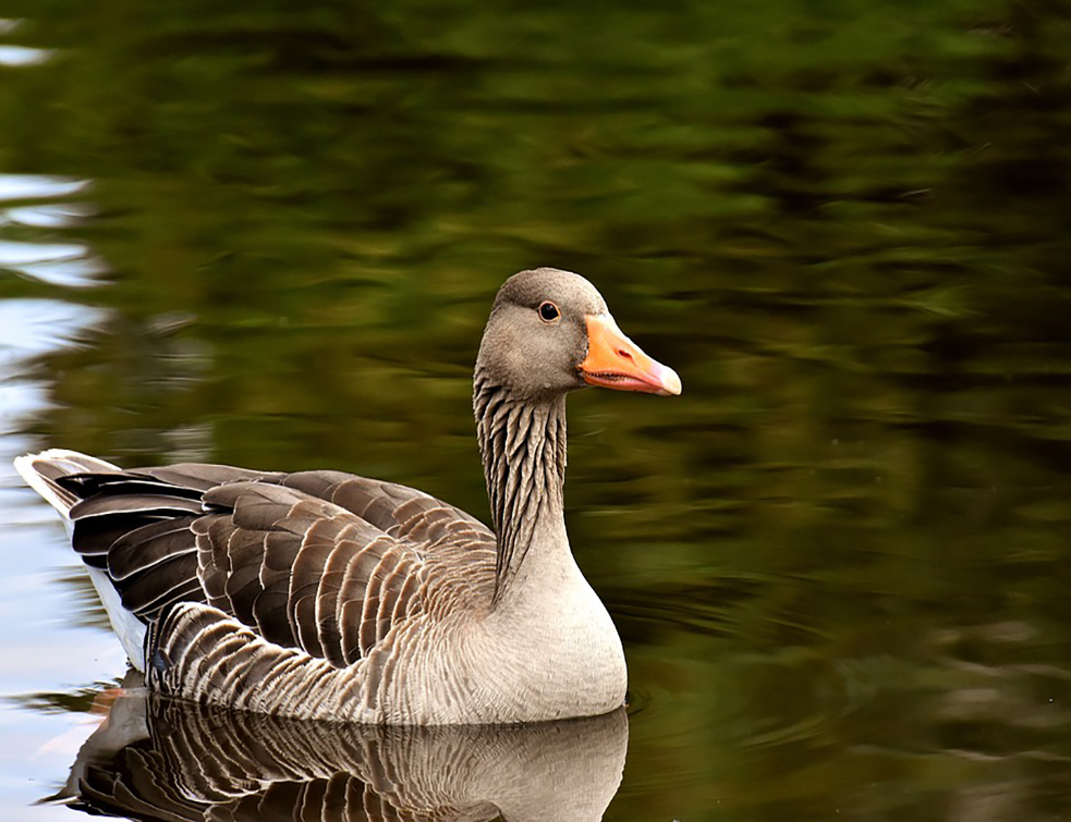 goose-3477674_960_720