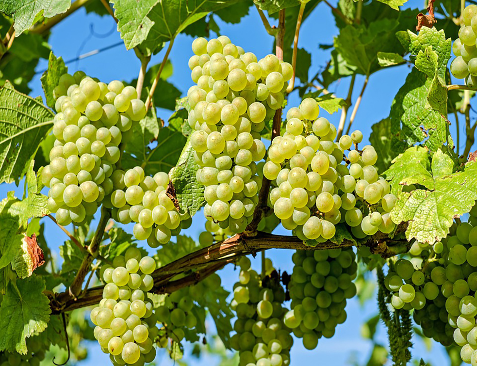 grapes-2656259_960_720