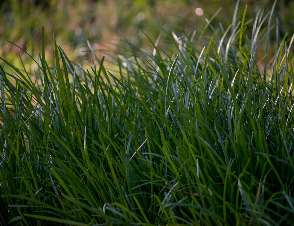 grass-4340441_960_720