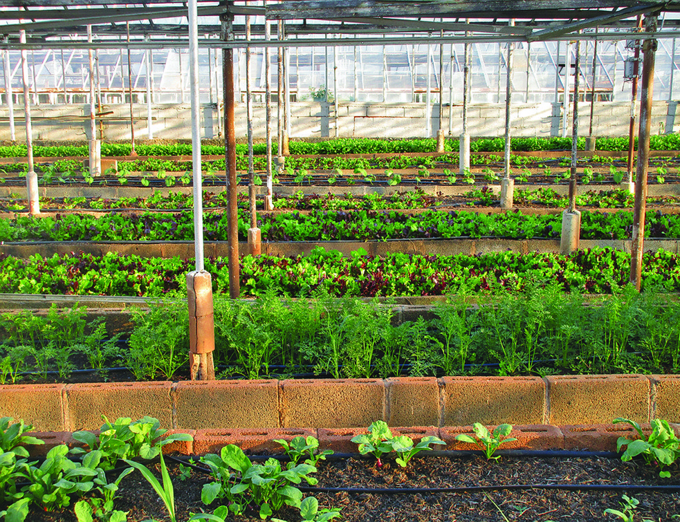 greenhouse-3247181_960_720