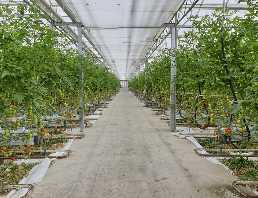 greenhouse-4339230_960_720