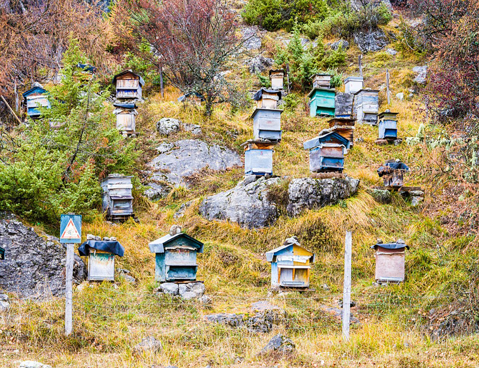 hive-3849630_960_720