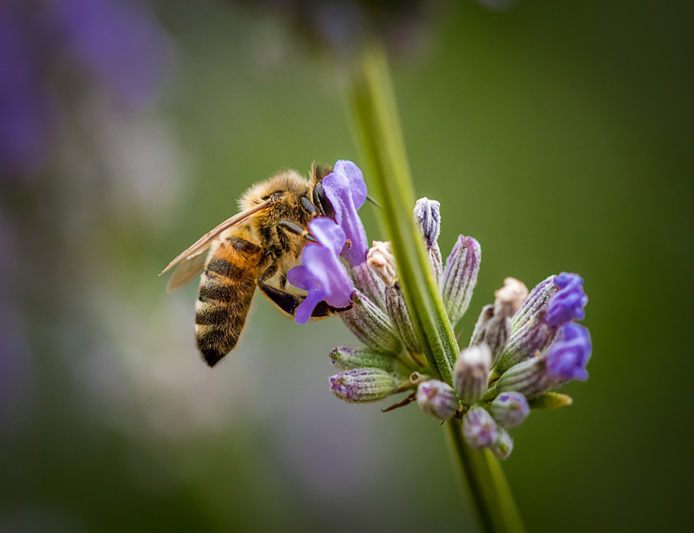 honey-bee-4358557_960_720