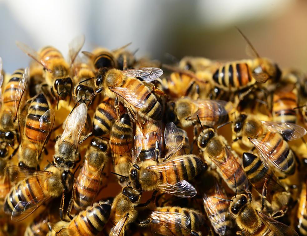 honey-bees-326334_960_720