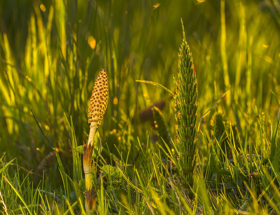 horsetail-3337126_960_720