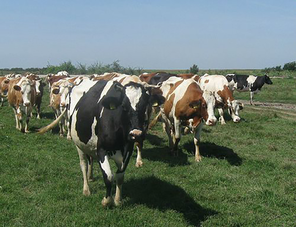 images_agrosfera_agroteme_krave_sa_ispaše_1