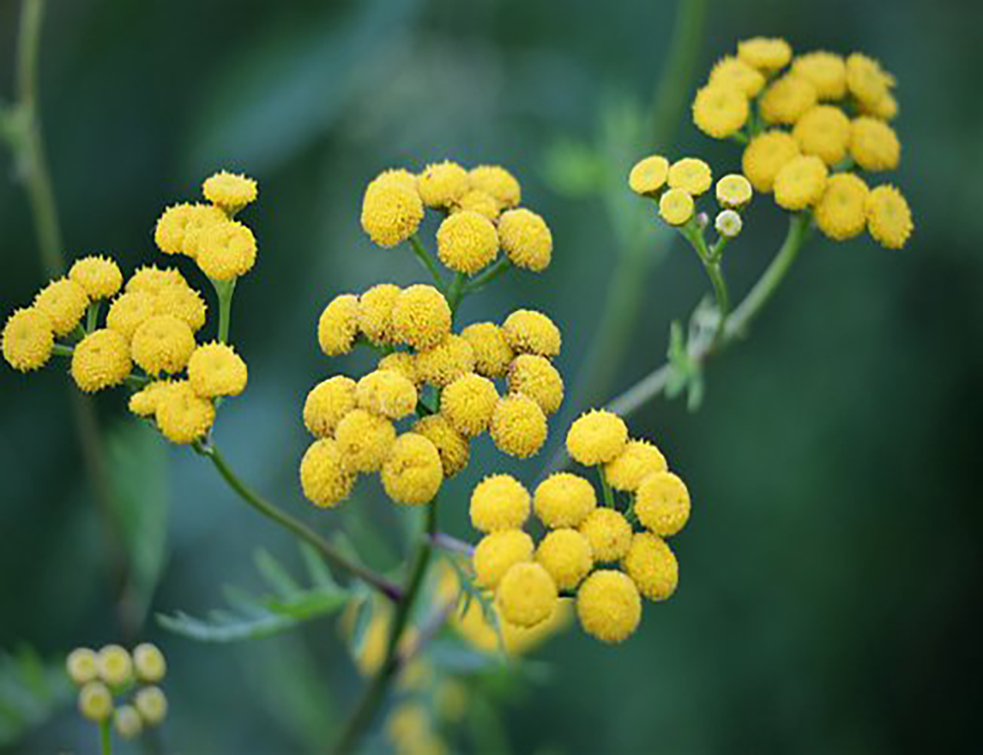 immortelle-4404127__340
