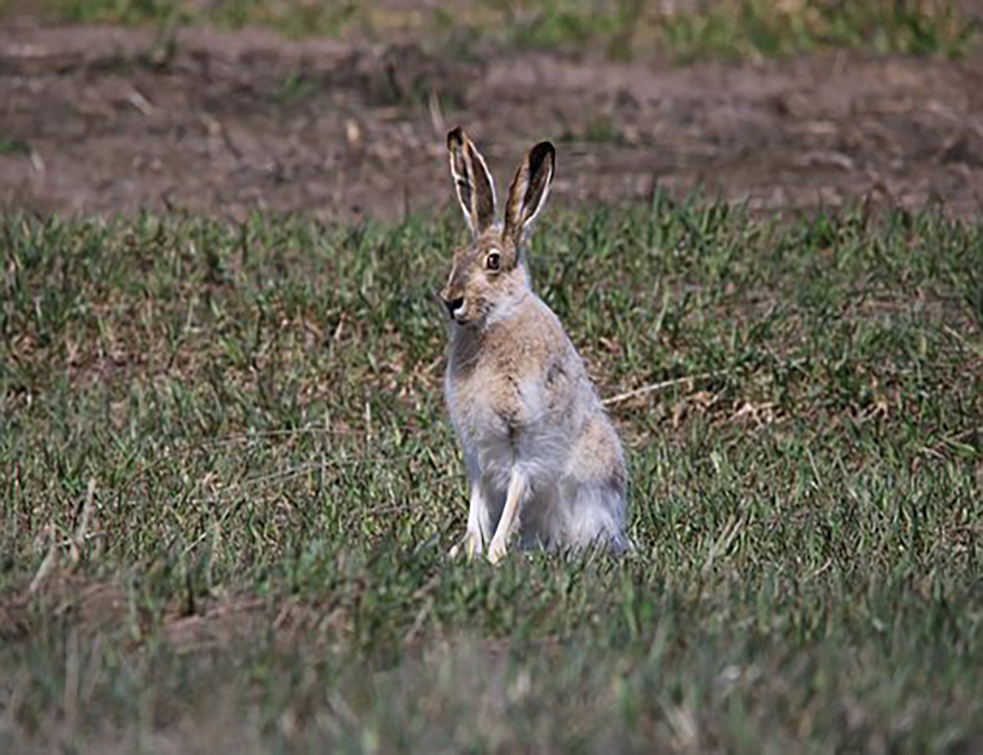 jackrabbit-2222984__340