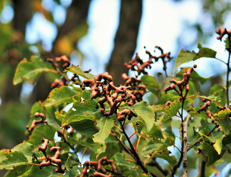 japanese-raisin-tree-399654_960_720