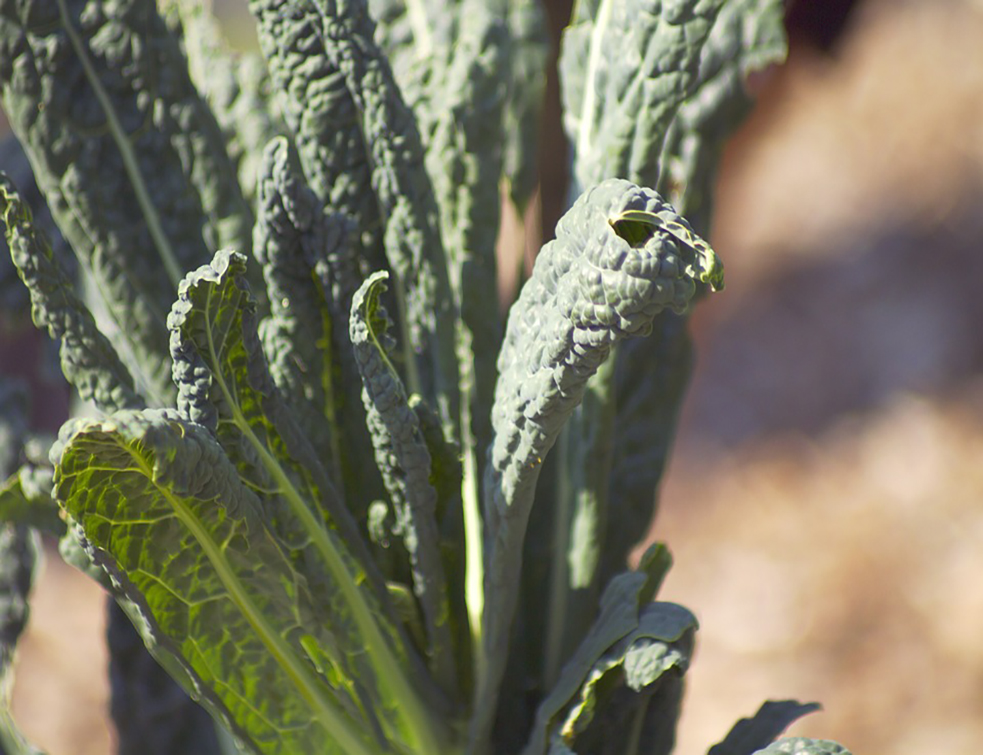 kale-1113750_960_720