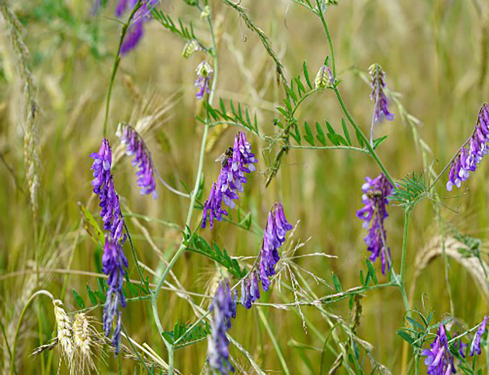 grahorica