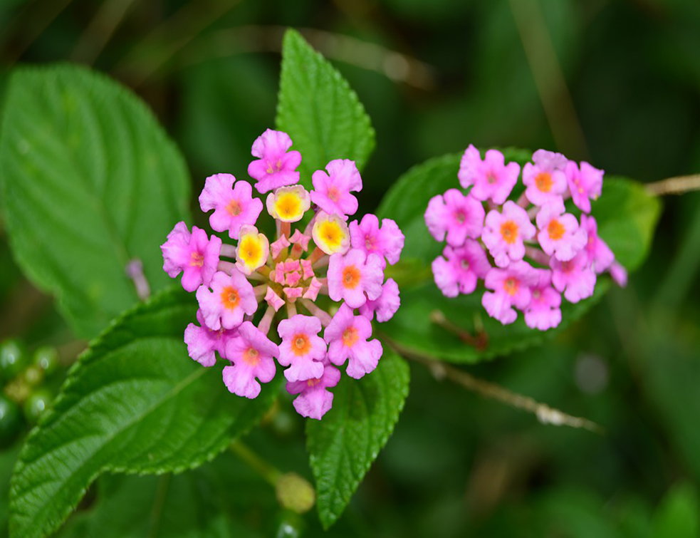 lantana-4497946_960_720