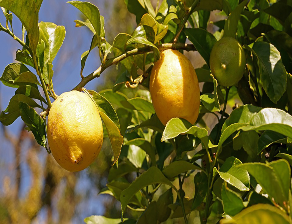 lemons-2144168_960_720