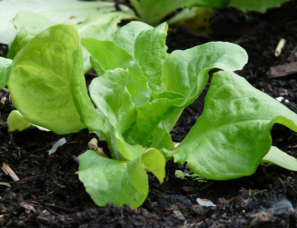 lettuce-54132_960_720