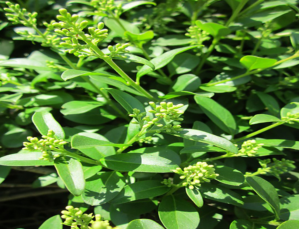 ligustrum-vulgare-846601_960_720