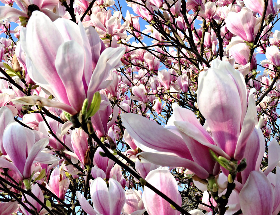 magnolia-4124402_960_720