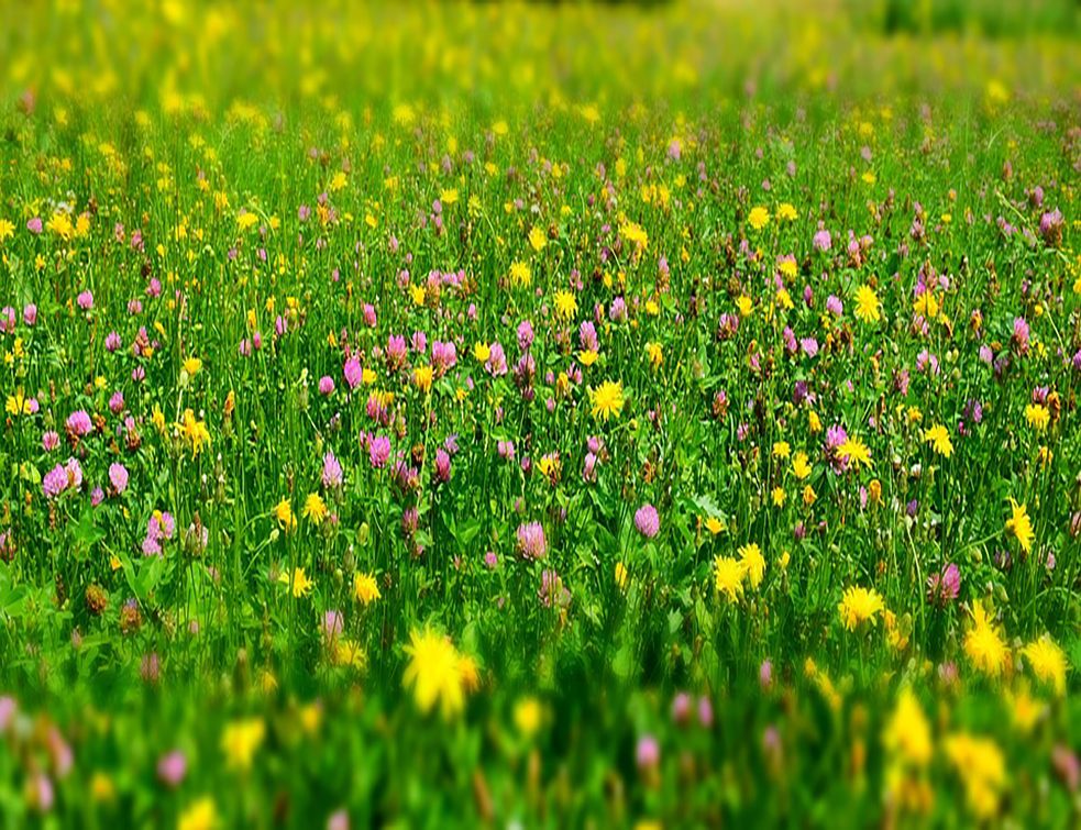 meadow-3557289_960_720