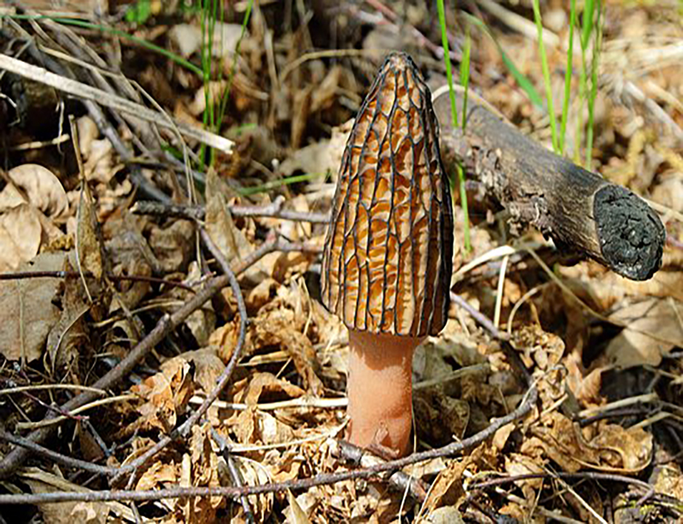 mushroom-2275782__340