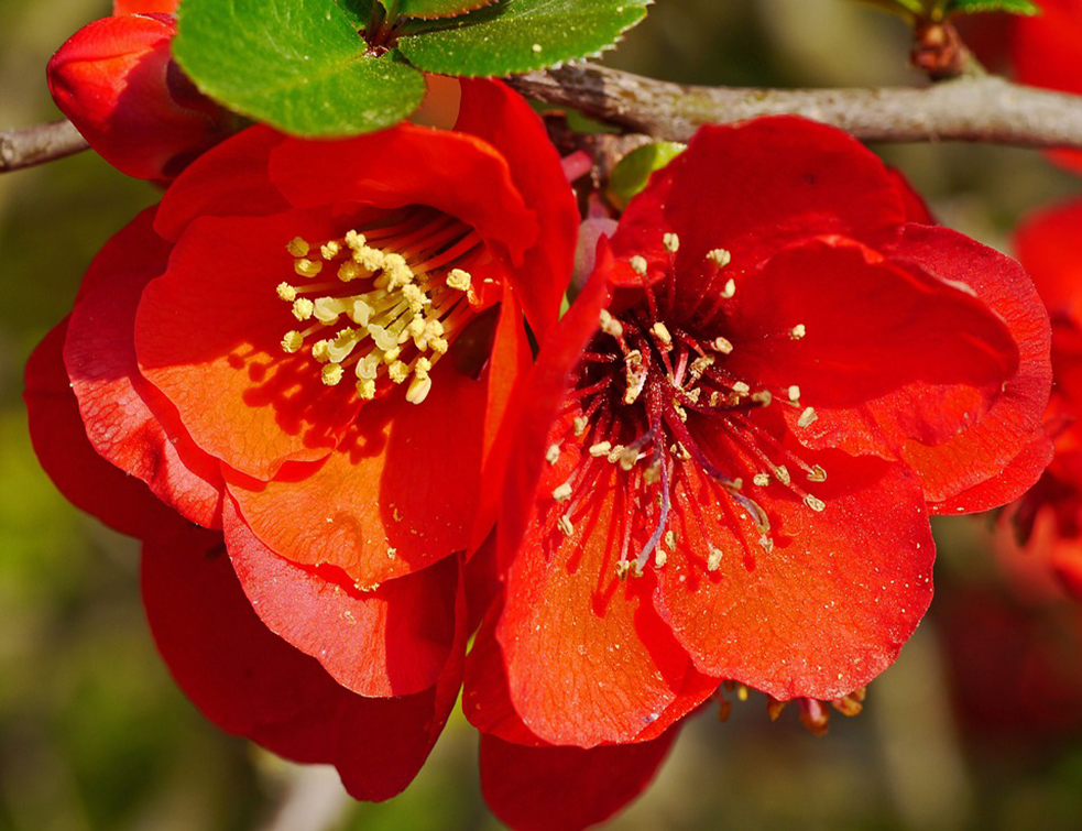 ornamental-quince-1338462_960_720