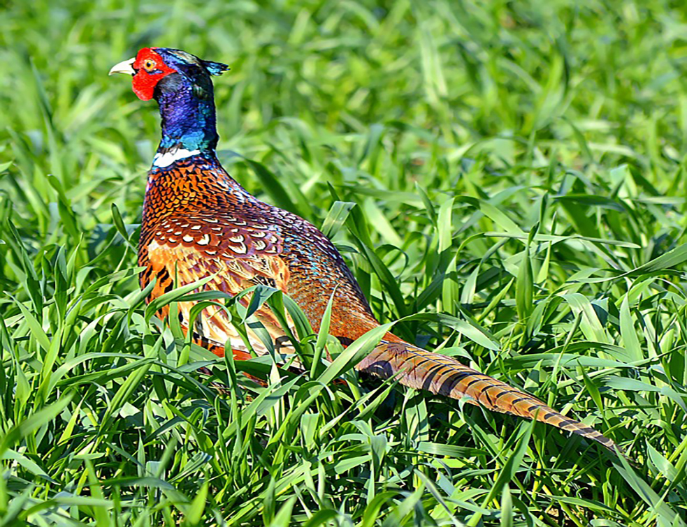 pheasant-2282472_960_720