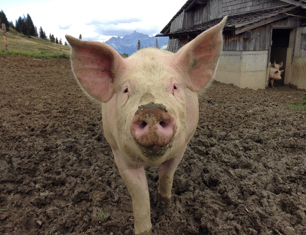 pig-1713996_960_720