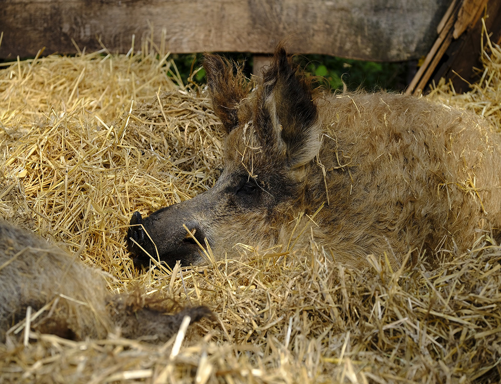 pig-2912449_1920