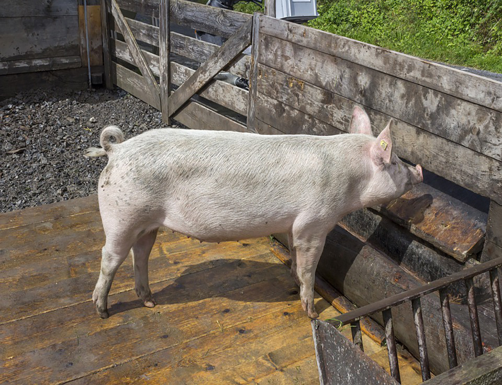 pig-4241962_960_720