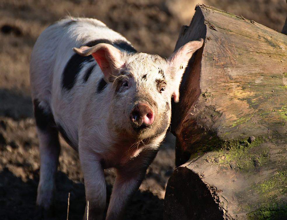 pig-4649122_960_720