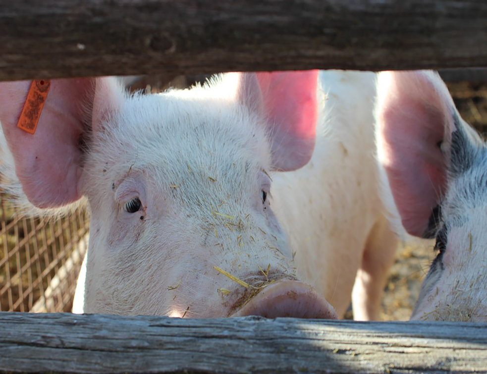 pig-500770_960_720