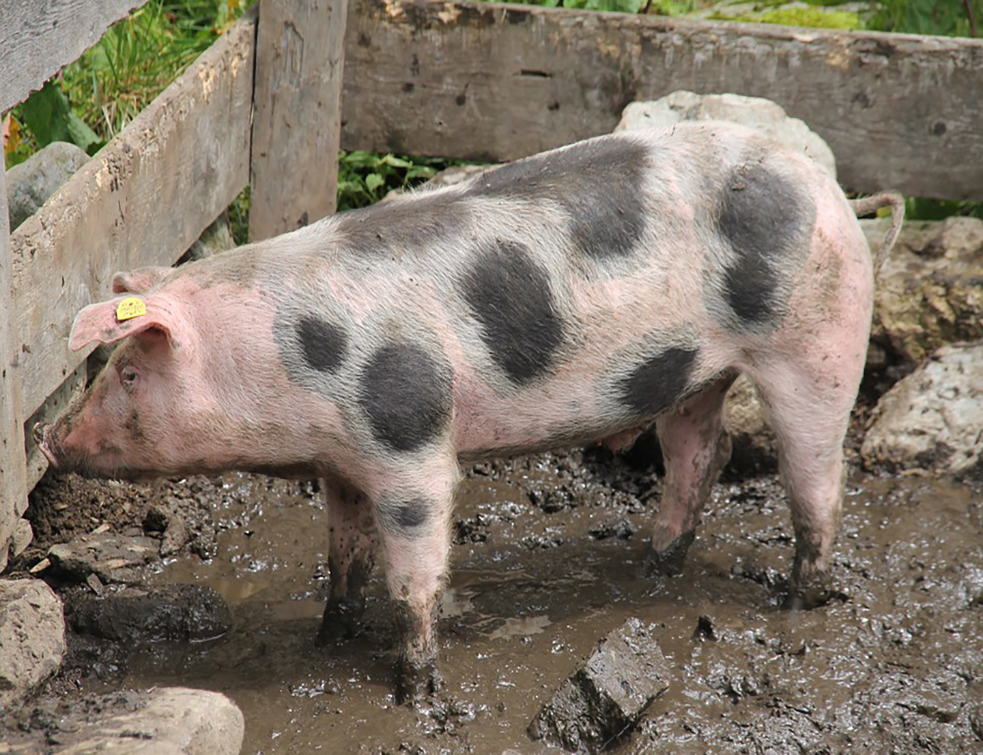 pig-590462_960_720