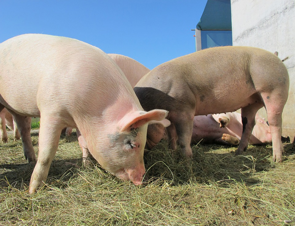 pigs-214350_960_720