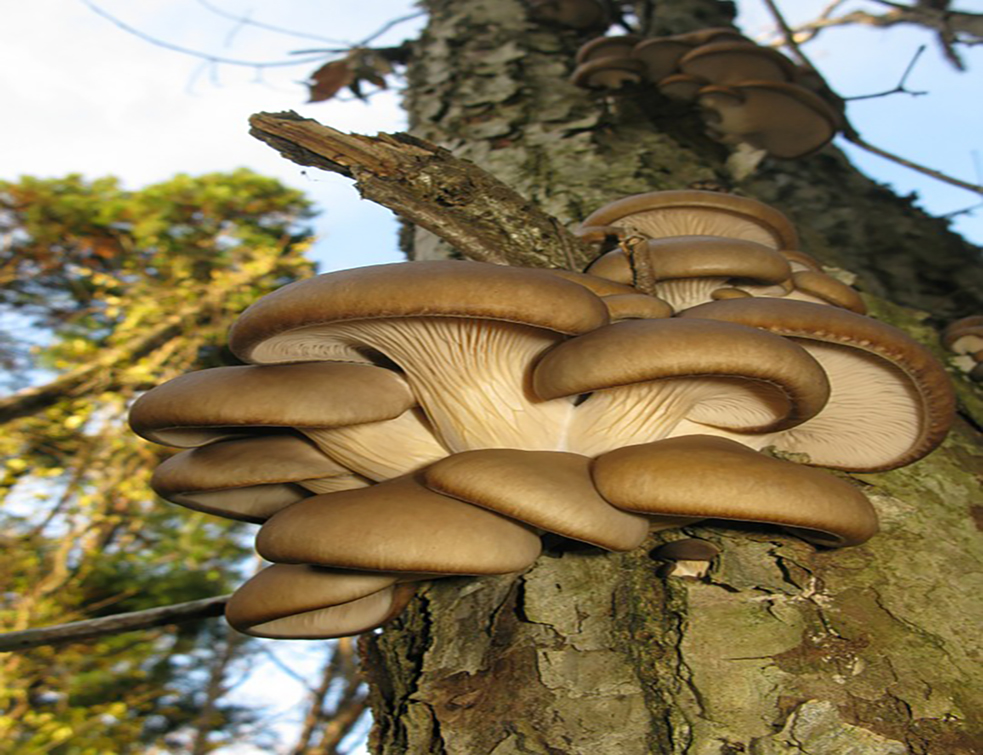 pleurotus-ostreatus-85460_960_720