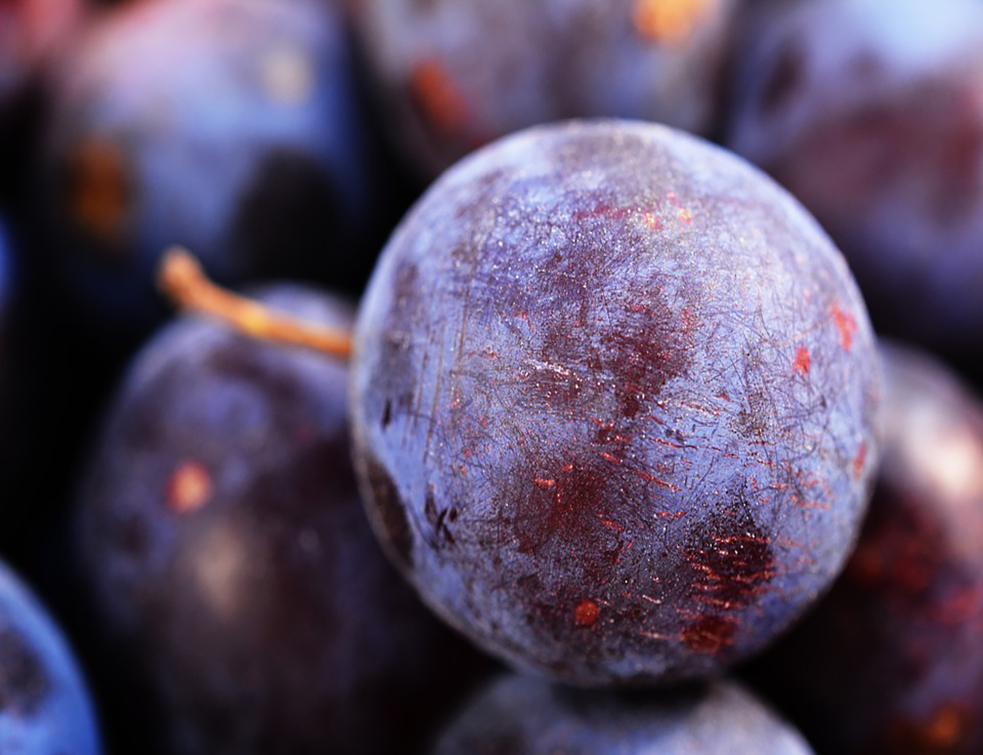 plums-3721789_960_720