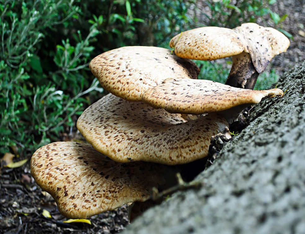 polypores-71251_960_720