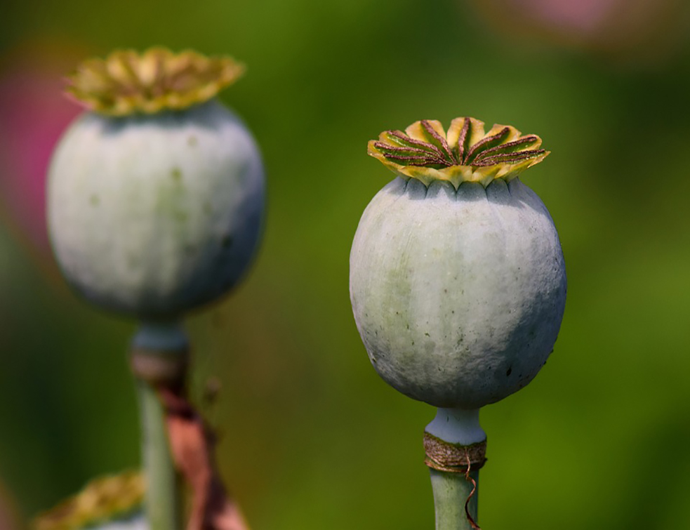 poppy-capsules-2491999_960_720