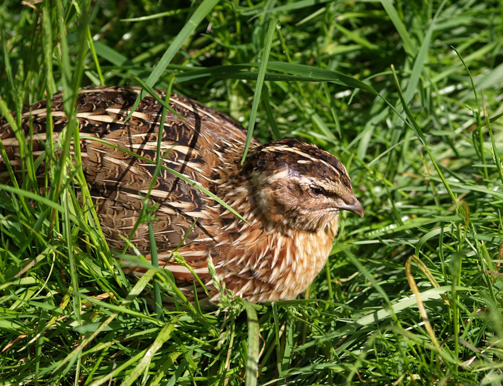 quail-354040_960_720