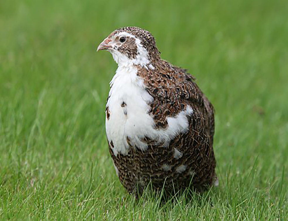 quail-4620594__340