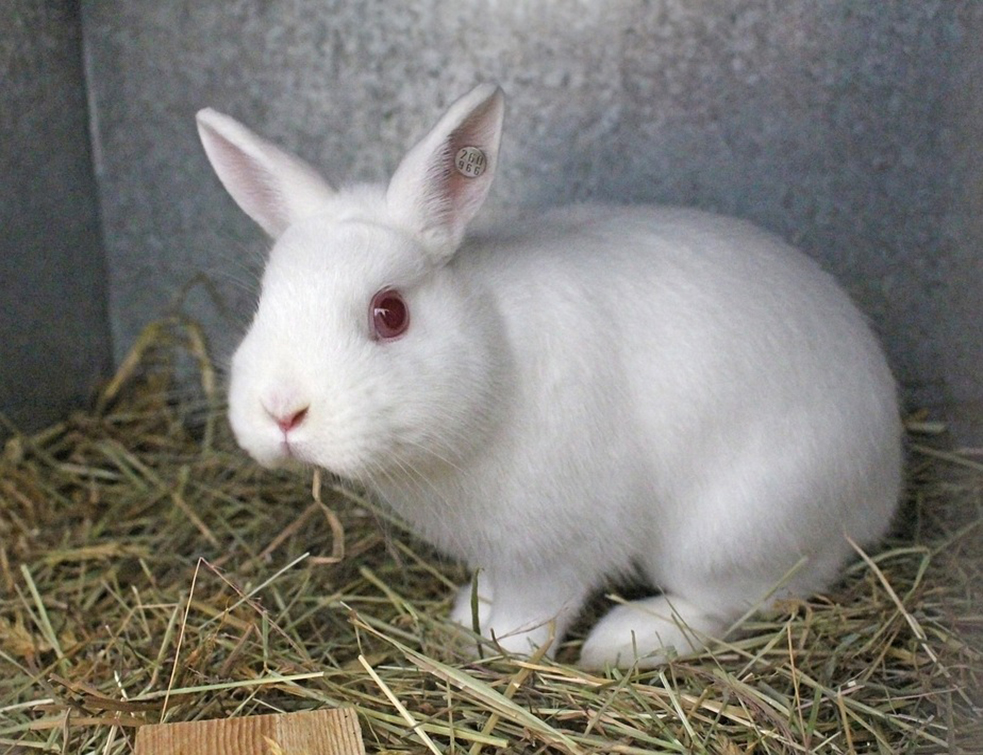 rabbit-3320437_960_720