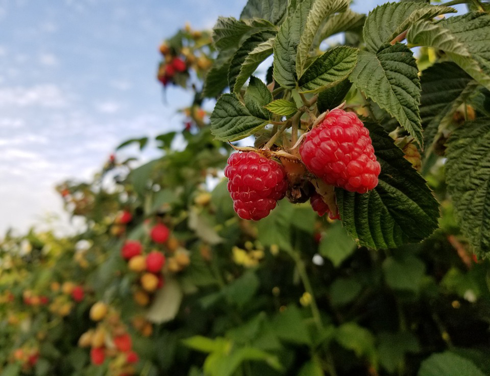 raspberries-4705190_960_720