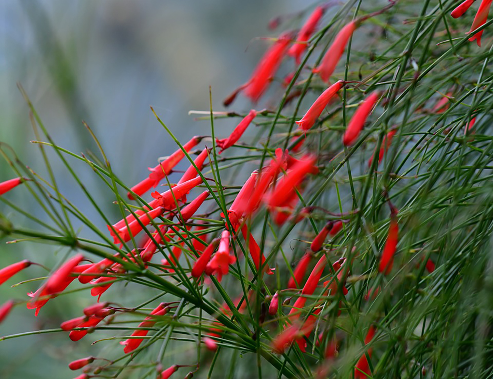 red-fountain-plant-4158592_960_720