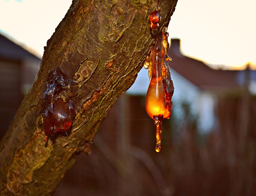 resin-1132360_960_720
