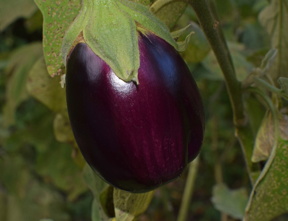 ripe-eggplant-2759947_960_720