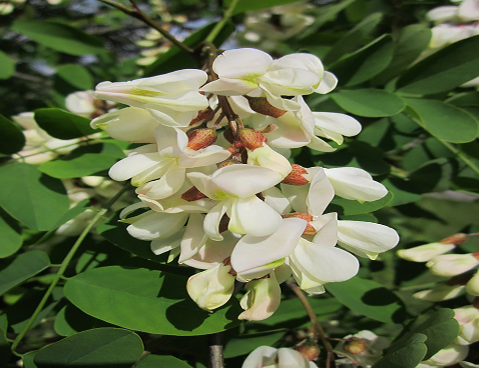 robinia-pseudoacacia-846620_960_720