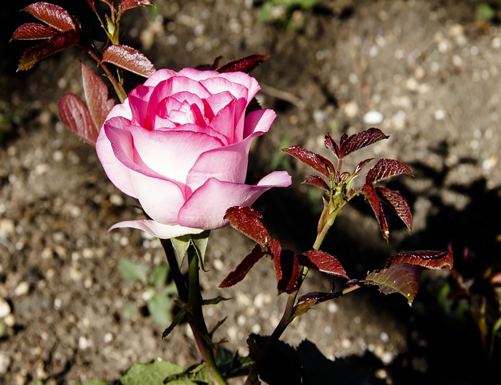 rose-3453236_960_720